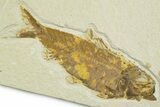 Detailed Fossil Fish (Knightia) - Wyoming #369418-1